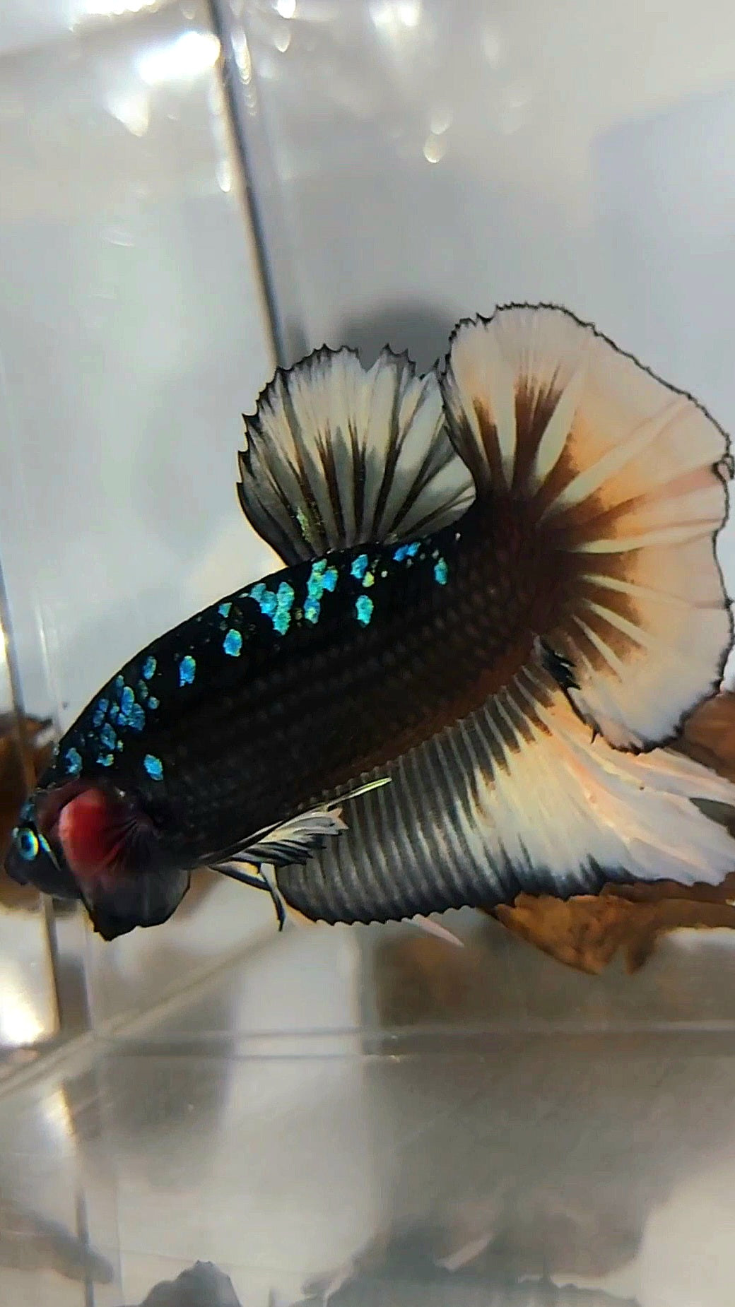 GIANT HMPK BO 4,5CM+ BLACK GALAXY AVATAR BLUE YELLOW RARE BETTA FISH