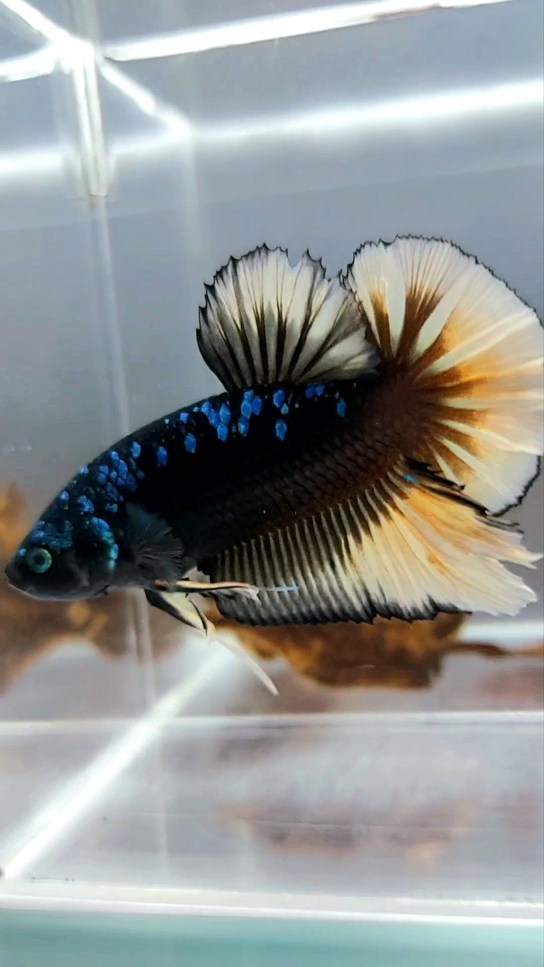 GIANT HMPK BO 4,5CM+ BLACK GALAXY AVATAR BLUE YELLOW RARE BETTA FISH