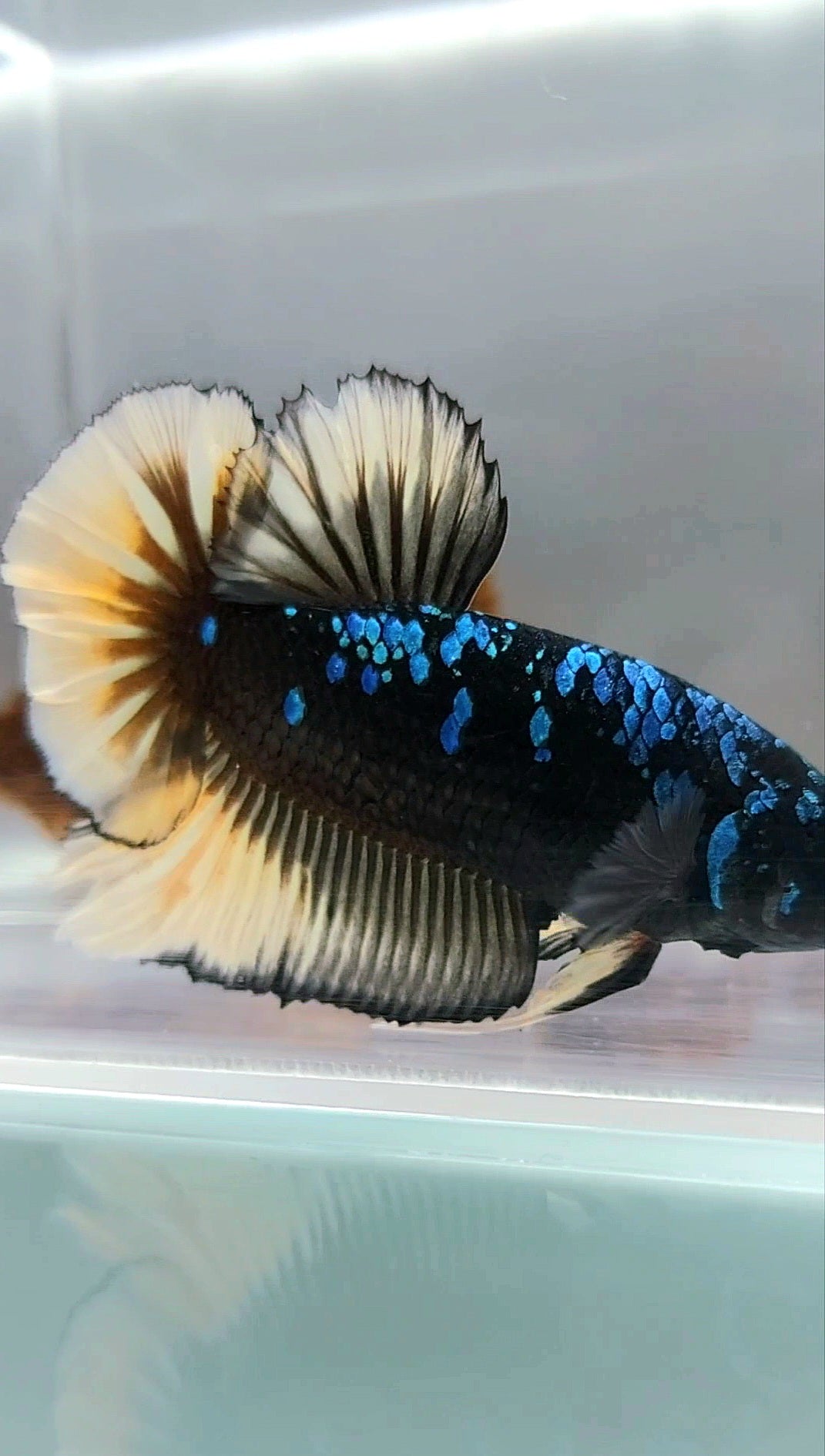 GIANT HMPK BO 4,5CM+ BLACK GALAXY AVATAR BLUE YELLOW RARE BETTA FISH