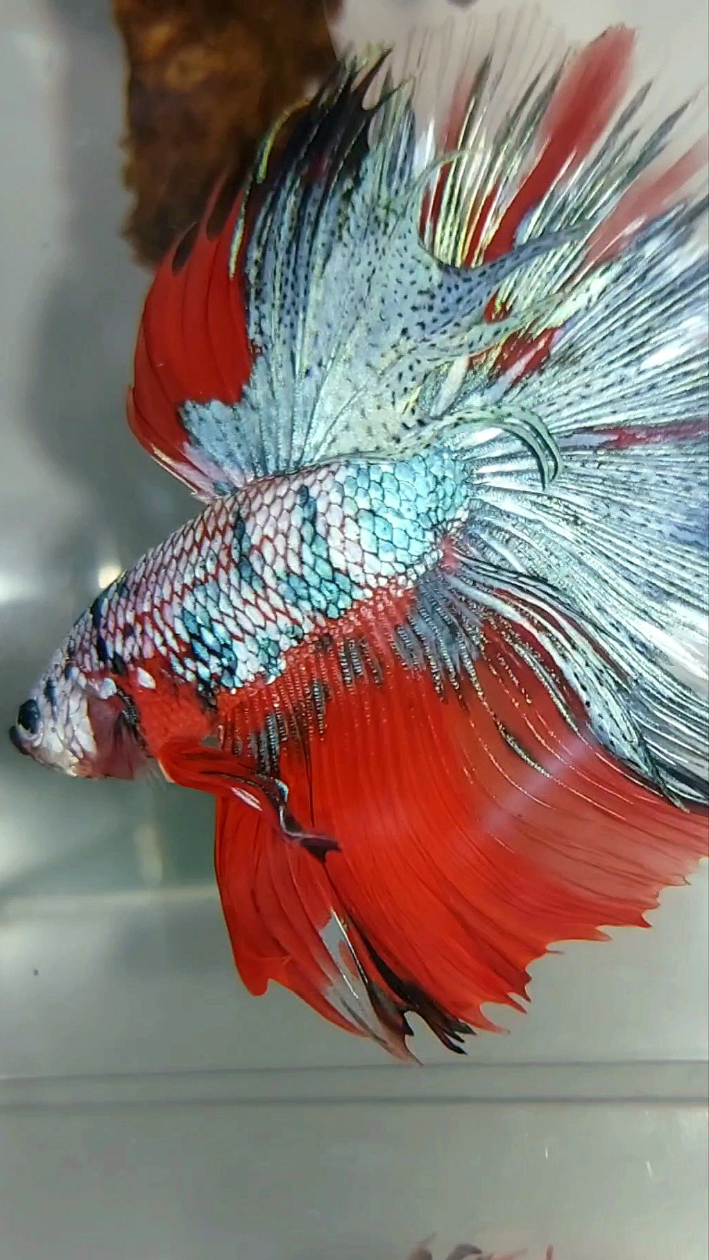 XL HALFMOON OVERTAIL ROSETAIL BLUE RED FANCY MULTICOLOR RARE BETTA FISH