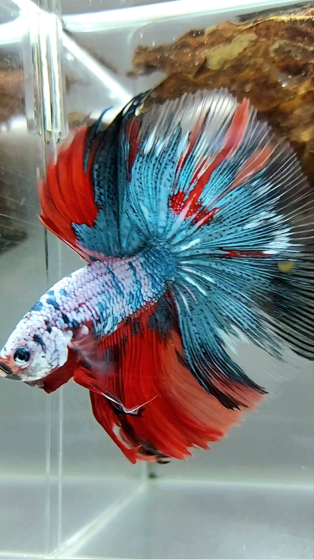 XL HALFMOON OVERTAIL ROSETAIL BLUE RED FANCY MULTICOLOR RARE BETTA FISH