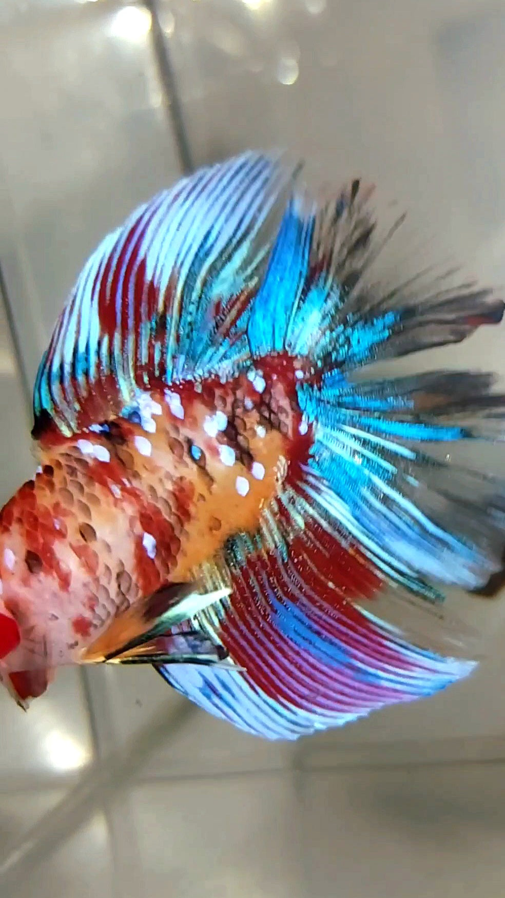 HALFMOON DOUBLE TAIL KOI GALAXY MULTICOLOR RARE BETTA FISH