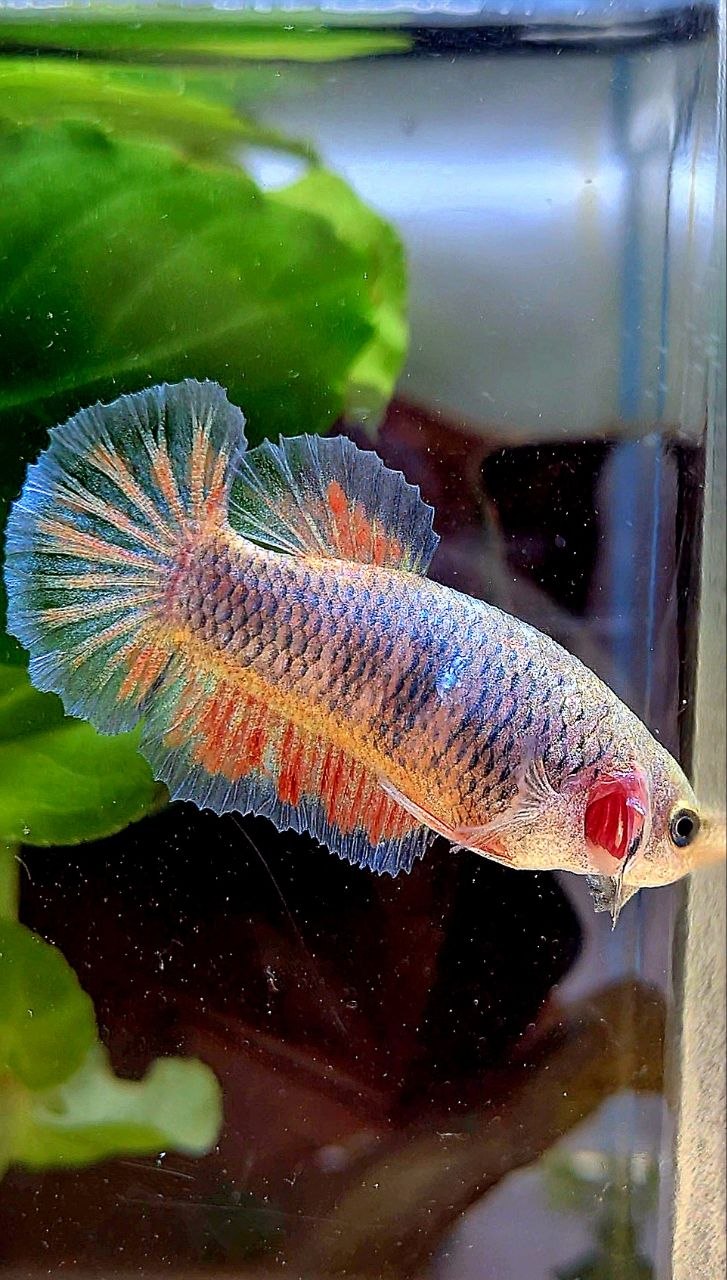FEMALE PLAKAT VIOLET VANDA BETTA FISH