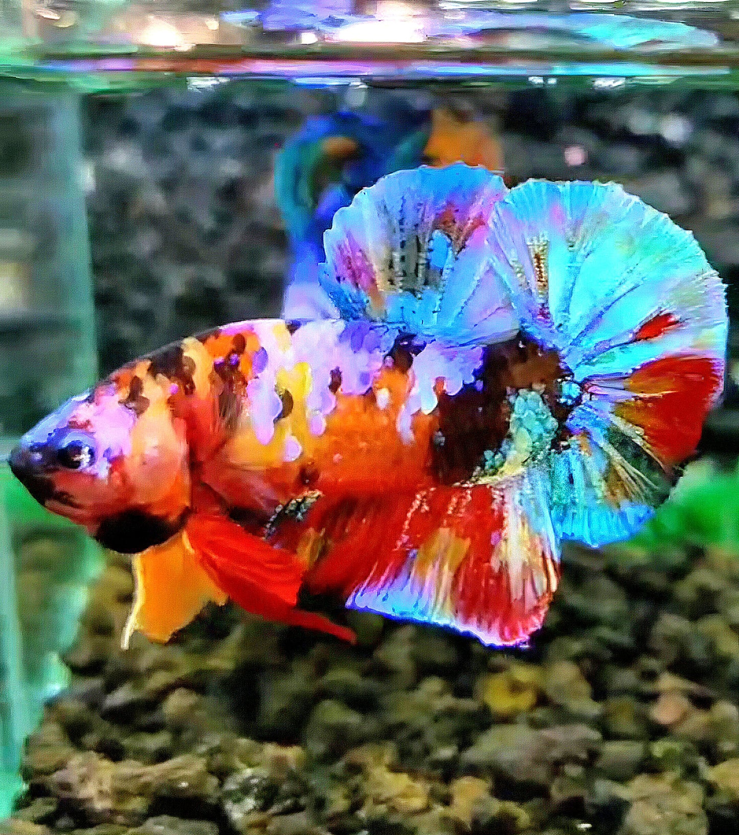 PLAKAT RAINBOW GALAXY MULTICOLOR BETTA FISH