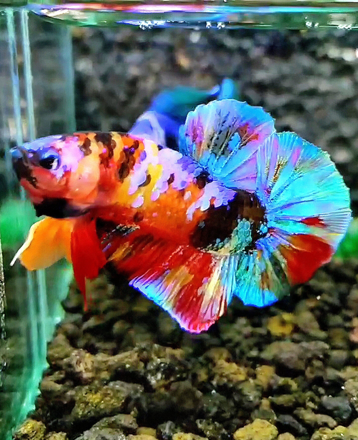 PLAKAT RAINBOW GALAXY MULTICOLOR BETTA FISH