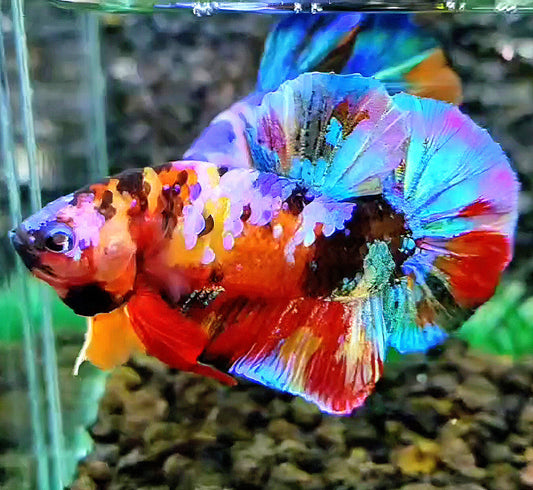 PLAKAT RAINBOW GALAXY MULTICOLOR BETTA FISH