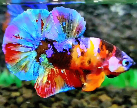 PLAKAT RAINBOW GALAXY MULTICOLOR BETTA FISH