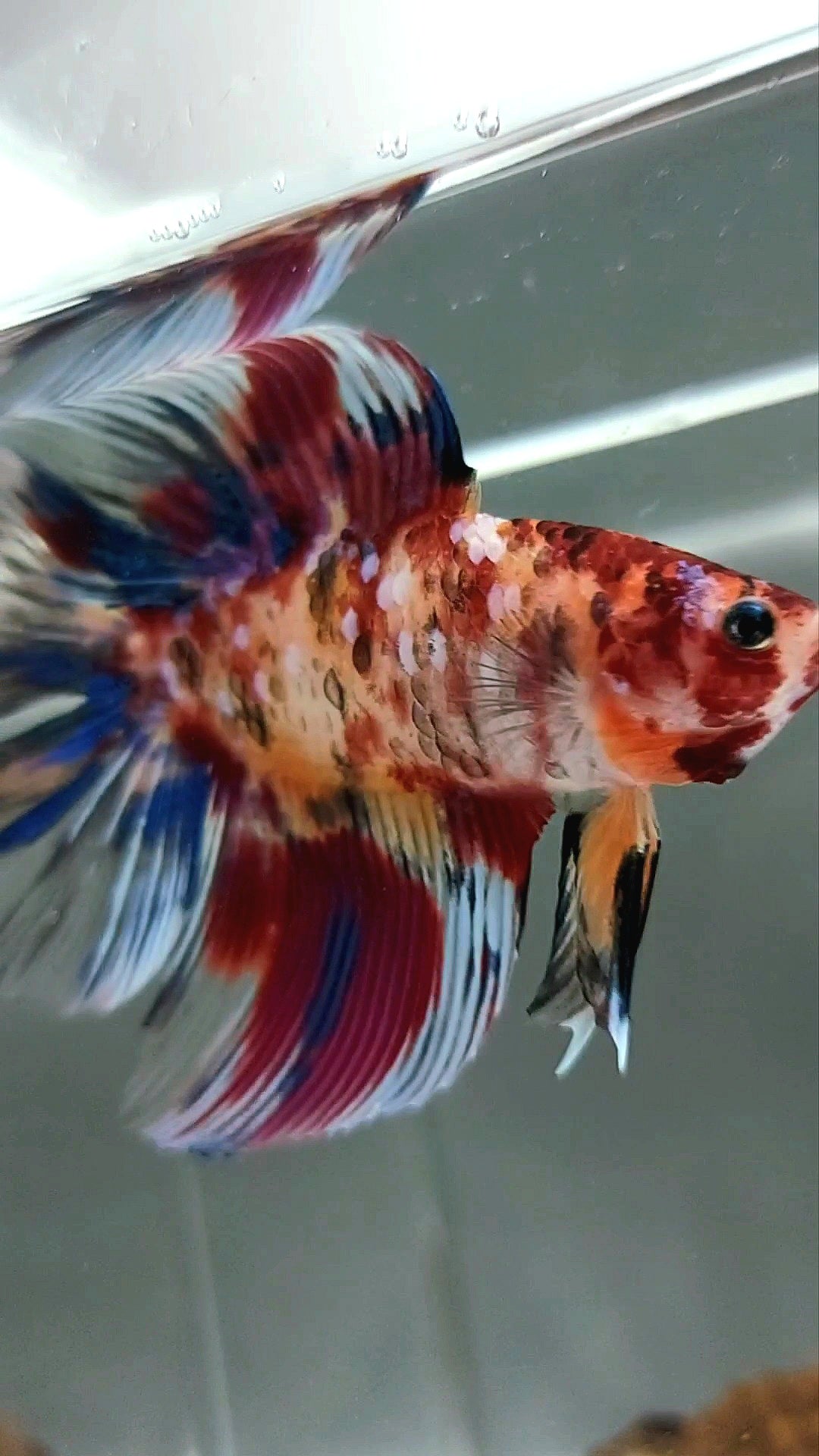 HALFMOON DOUBLE TAIL KOI GALAXY MULTICOLOR SELTENER BETTA-FISCH