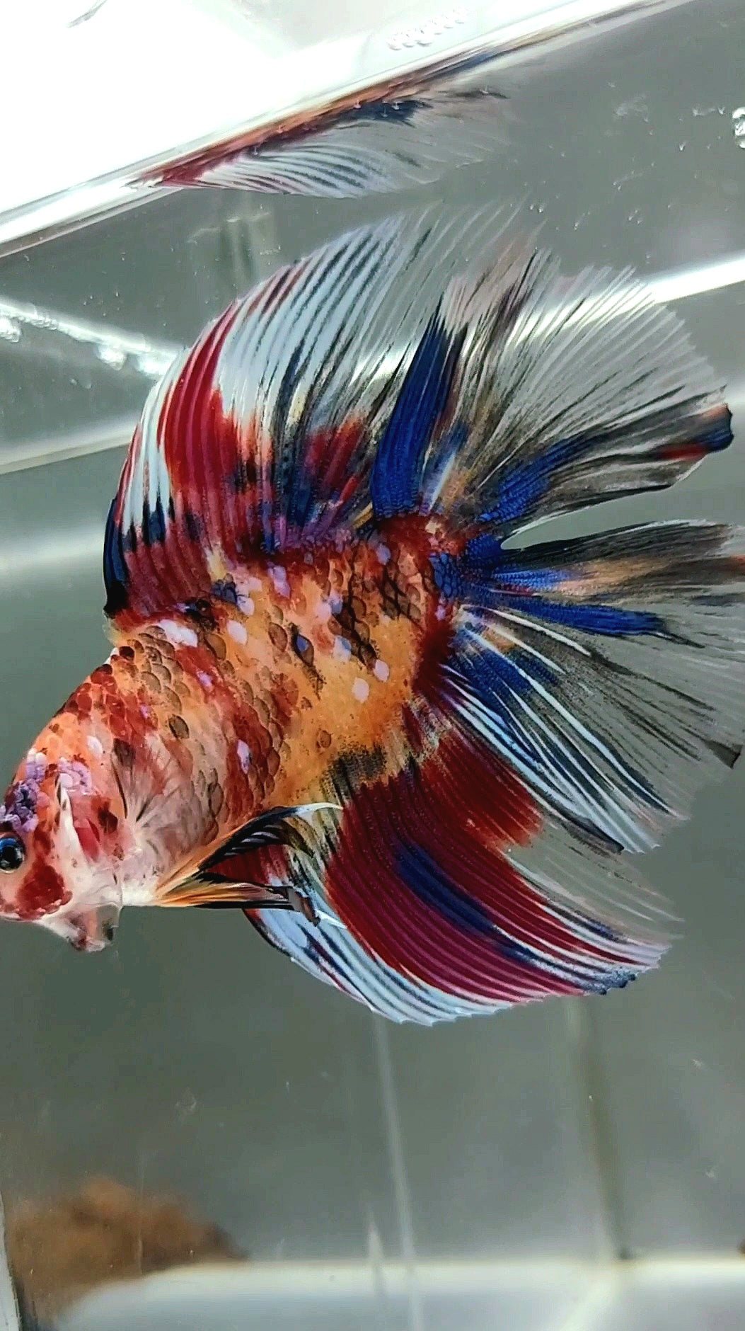 HALFMOON DOUBLE TAIL KOI GALAXY MULTICOLOR RARE BETTA FISH