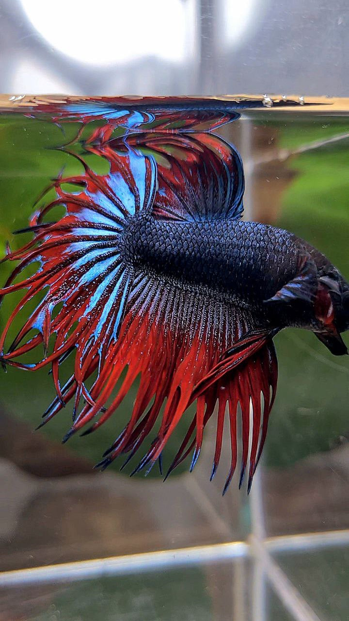 LUXURY KING CROWNTAIL BLUE VAMPIRE BETTA FISH