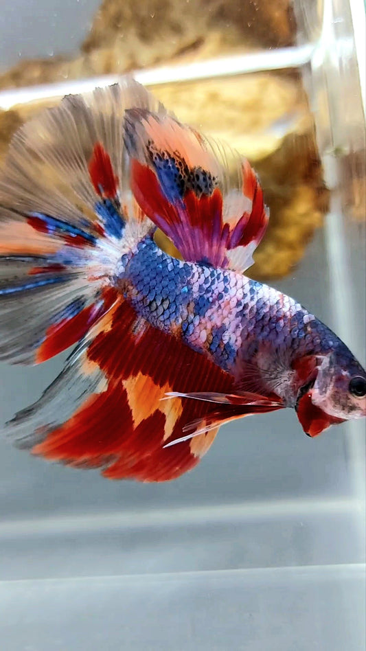 GIANT HALFMOON BO 5CM+ PURPLE NEMO CANDY MULTICOLOR BETTA FISH