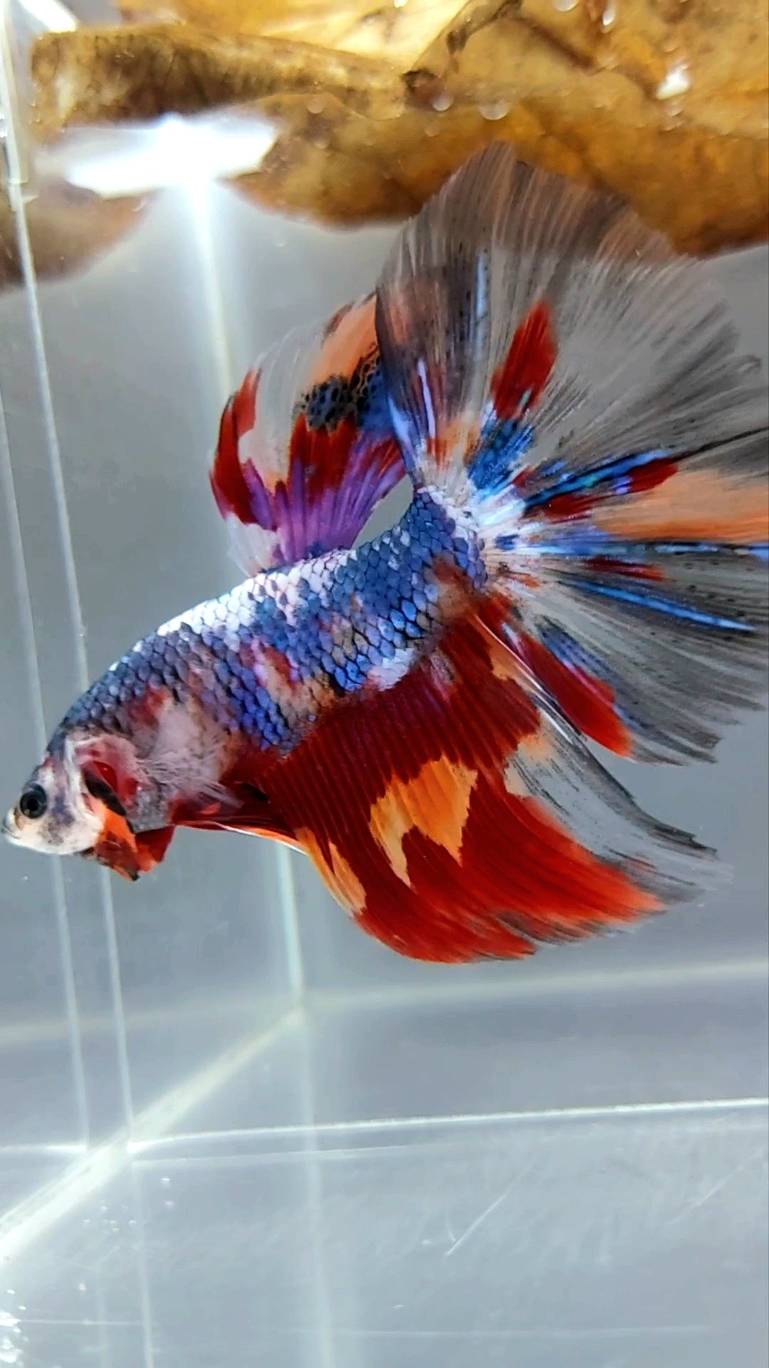 GIANT HALFMOON BO 5CM+ PURPLE NEMO CANDY MULTICOLOR BETTA FISH