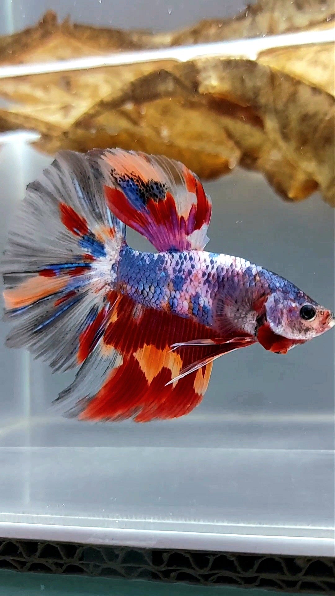 GIANT HALFMOON BO 5CM+ PURPLE NEMO CANDY MULTICOLOR BETTA FISH