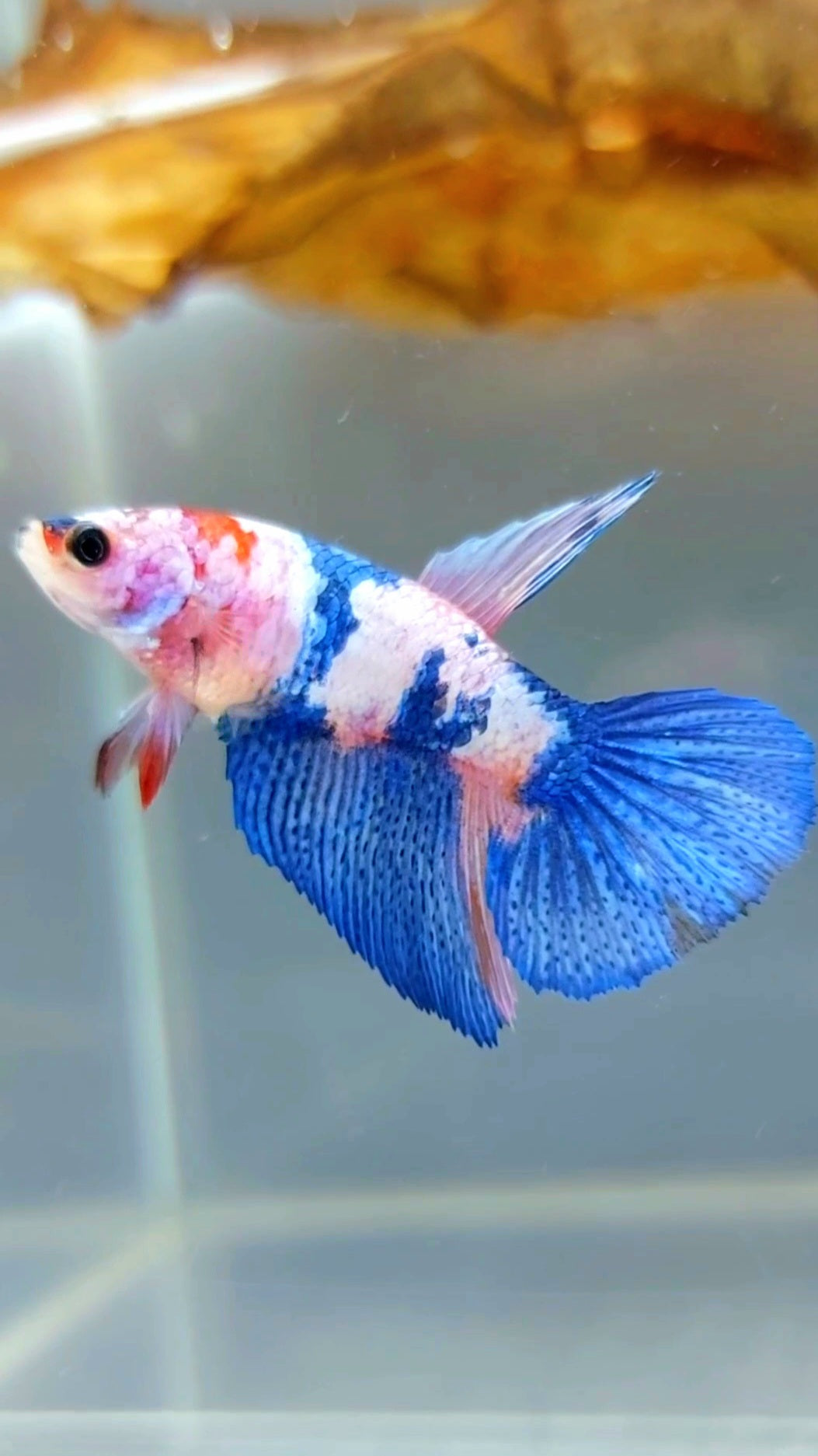 WEIBLICHER HALFMOND-ROSA-SÜßIGKEITEN-MEHRFARBIGER BETTA-FISCH