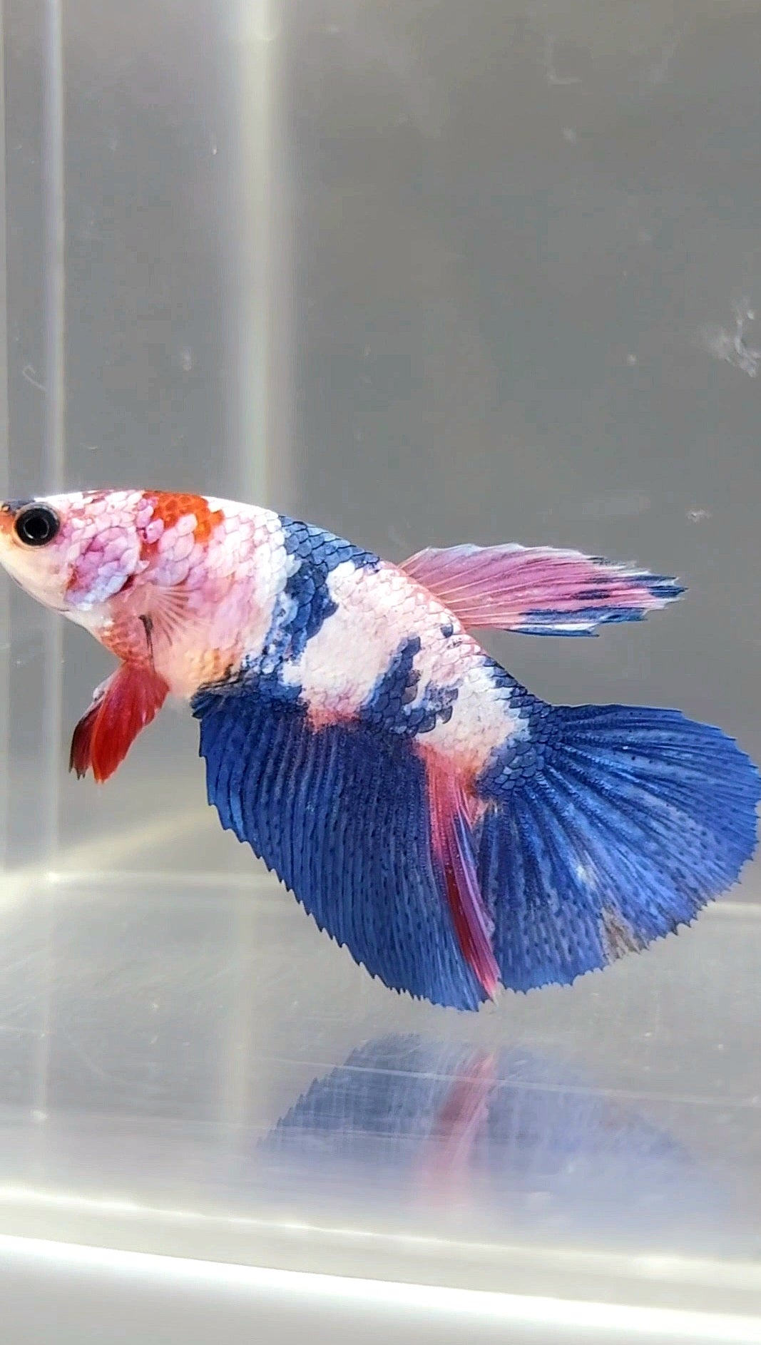 WEIBLICHER HALFMOND-ROSA-SÜßIGKEITEN-MEHRFARBIGER BETTA-FISCH