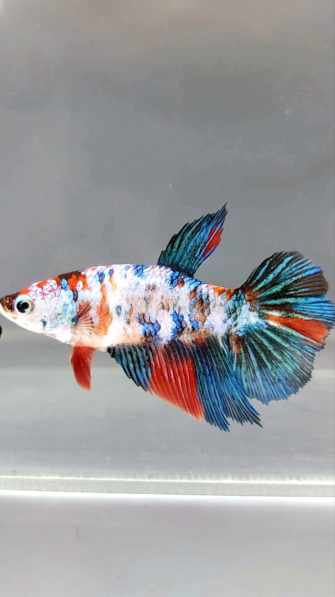 WEIBLICHER HALFMOON KOI GALAXY MULTICOLOR BETTA FISCH