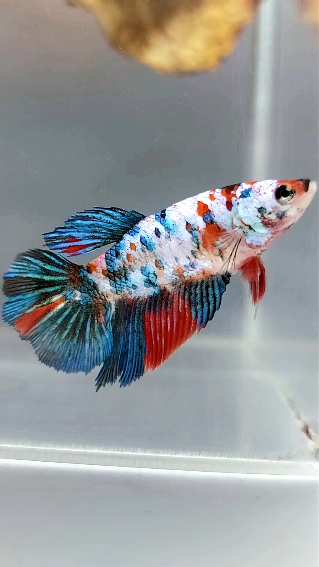 WEIBLICHER HALFMOON KOI GALAXY MULTICOLOR BETTA FISCH