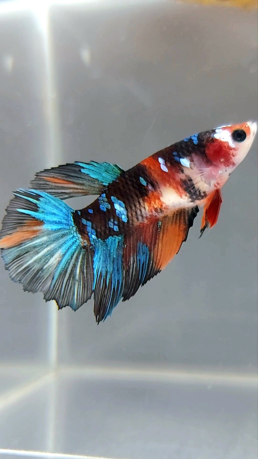 WEIBLICHER HALFMOON SCHWARZ ORANGE KOI GALAXY MULTICOLOR BETTA FISCH