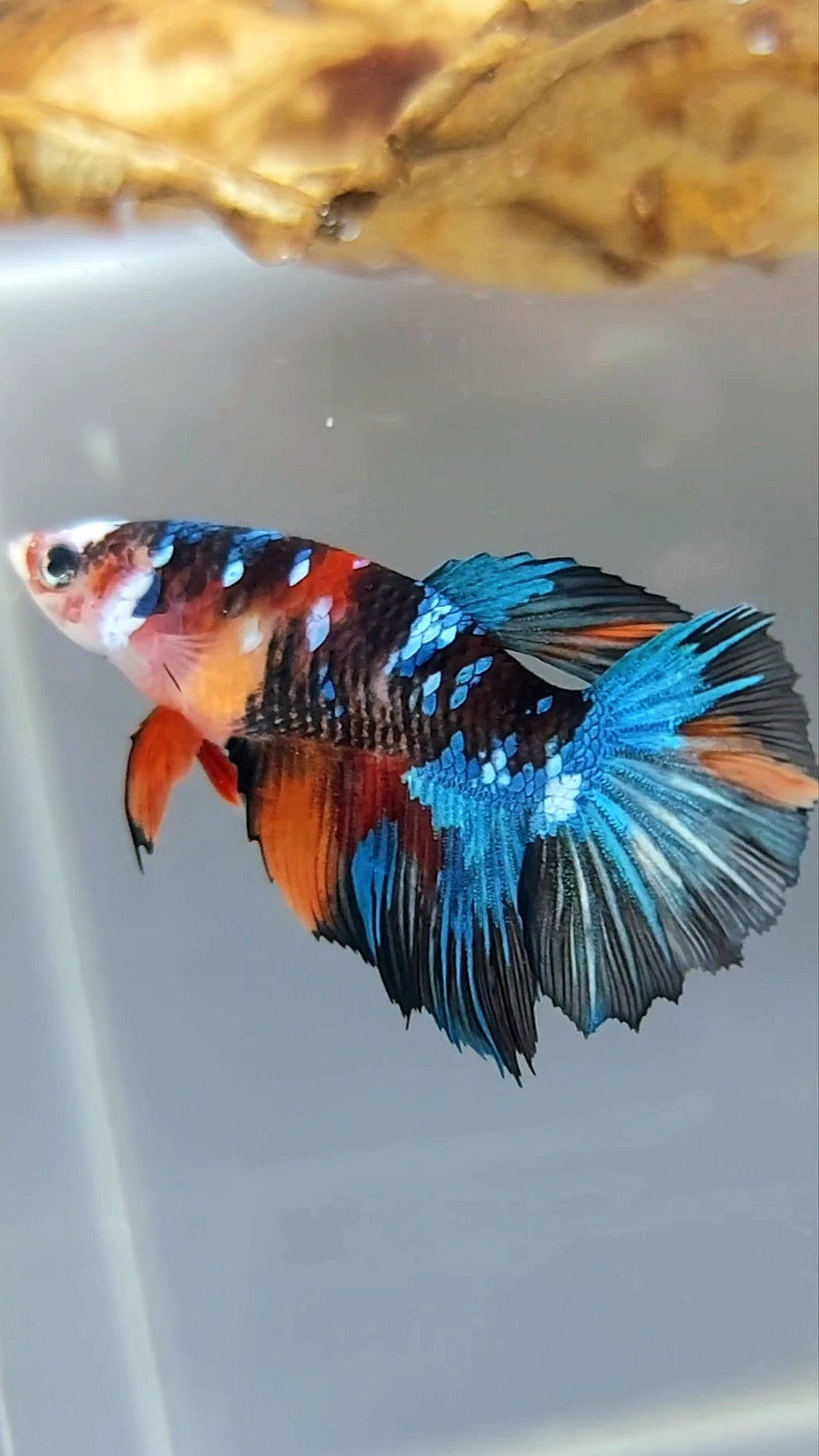 WEIBLICHER HALFMOON SCHWARZ ORANGE KOI GALAXY MULTICOLOR BETTA FISCH