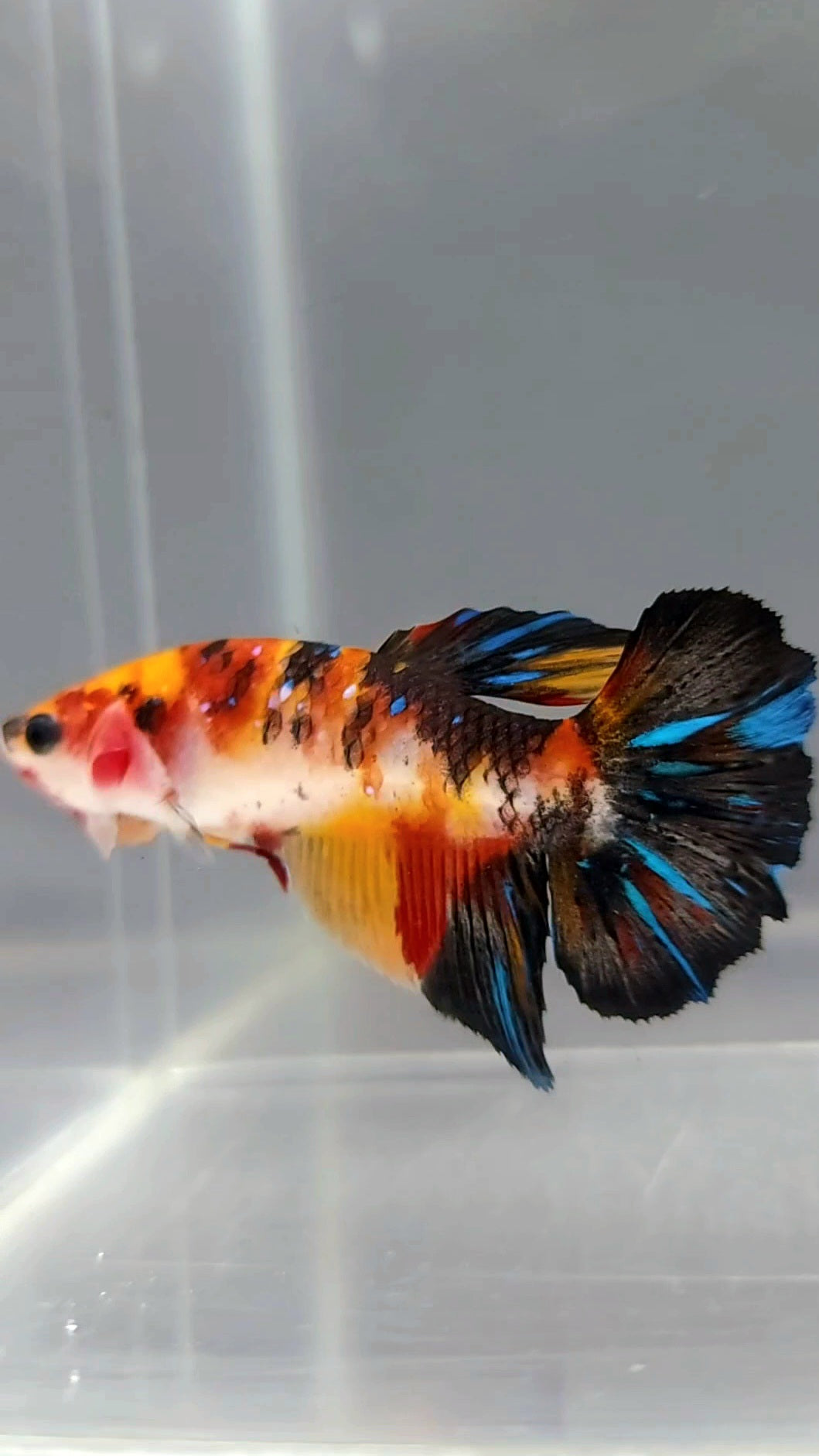 WEIBLICHER HALFMOON ORANGE KOI GALAXY MULTICOLOR BETTA FISCH