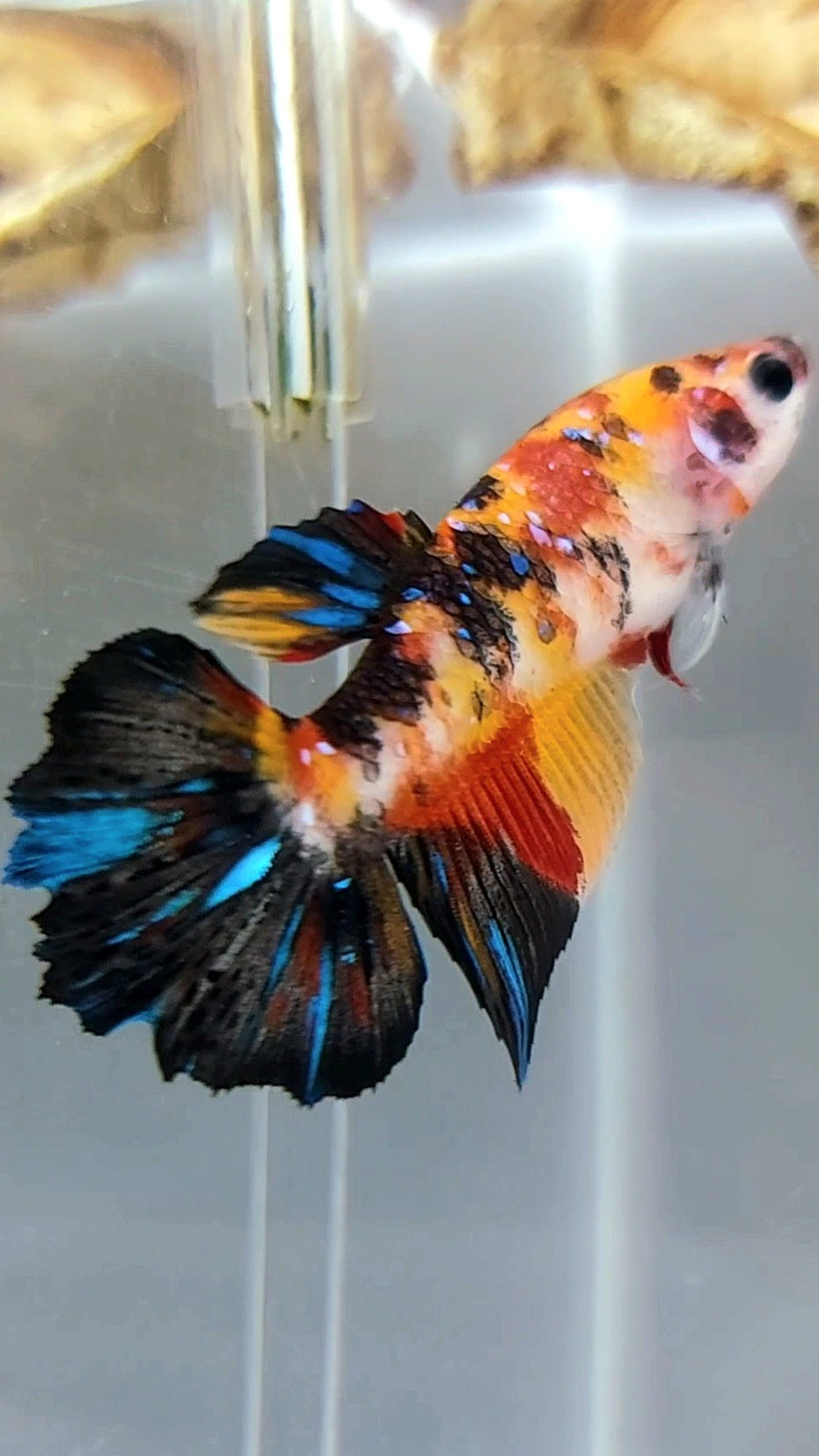 WEIBLICHER HALFMOON ORANGE KOI GALAXY MULTICOLOR BETTA FISCH