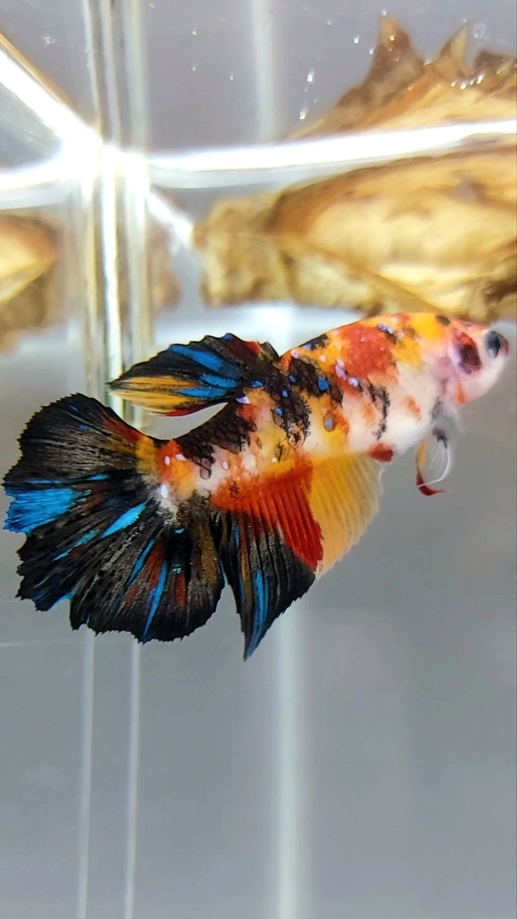 WEIBLICHER HALFMOON ORANGE KOI GALAXY MULTICOLOR BETTA FISCH