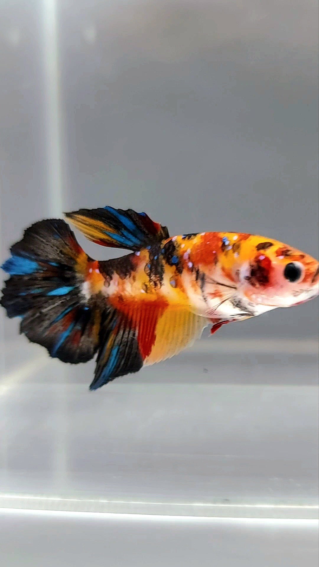 WEIBLICHER HALFMOON ORANGE KOI GALAXY MULTICOLOR BETTA FISCH