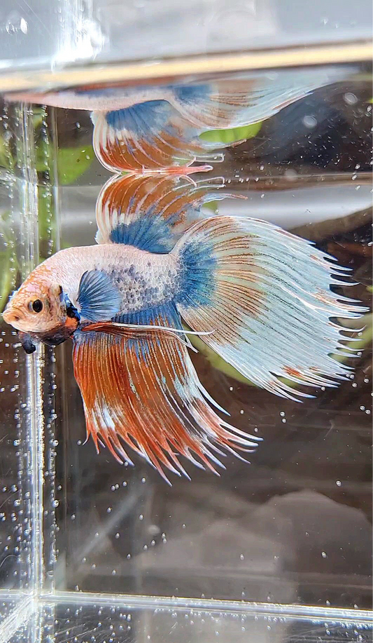 COMP 🏅 XL VEILTAIL CROWNTAIL ORANGE MASCOT PATTERN BETTA FISH