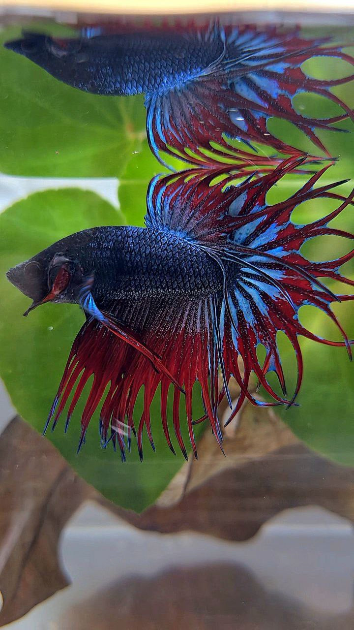 LUXURY KING CROWNTAIL BLUE VAMPIRE BETTA FISH