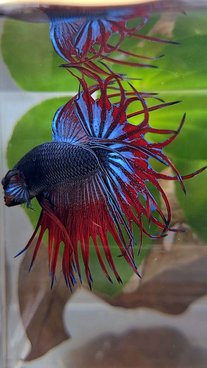 LUXURY KING CROWNTAIL BLUE VAMPIRE BETTA FISH