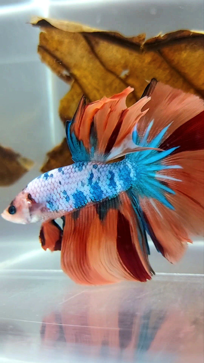 HALFMOON NEMO FANCY MULTICOLOR BETTA FISH – Rare Betta Fish Store