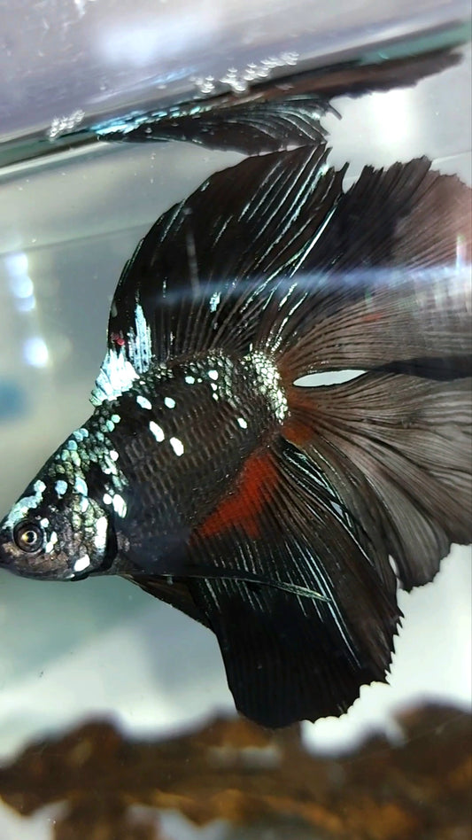 HALFMOON DOUBLE TAIL BLACK GALAXY AVATAR BLUE RARE BETTA FISH