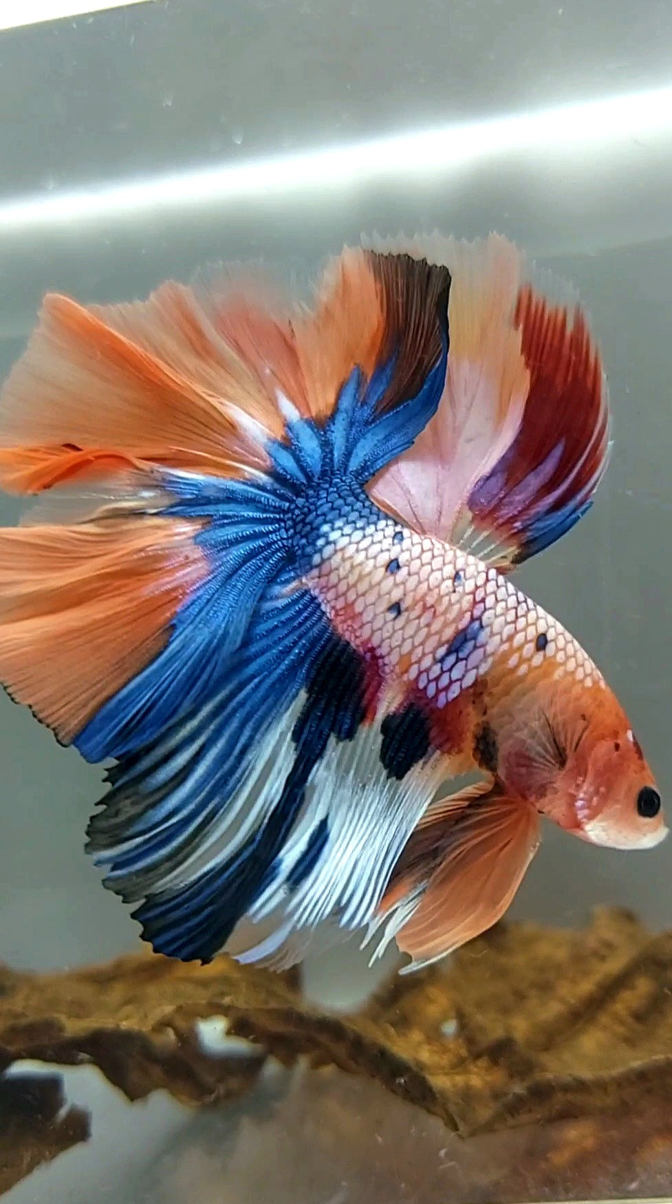 XL HALFMOON OVERTAIL ROSETAIL ORANGE CANDY MULTICOLOR RARE BETTA FISH