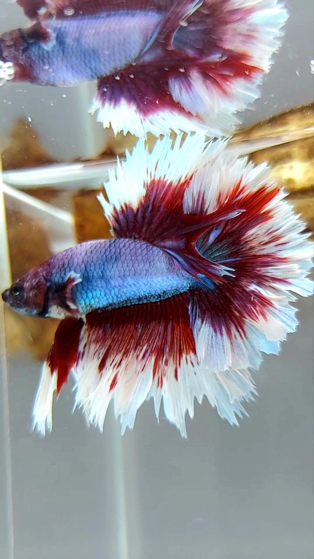 HALFMOON FEATHER TAIL PURPLE BUTTERFLY BETTA FISH