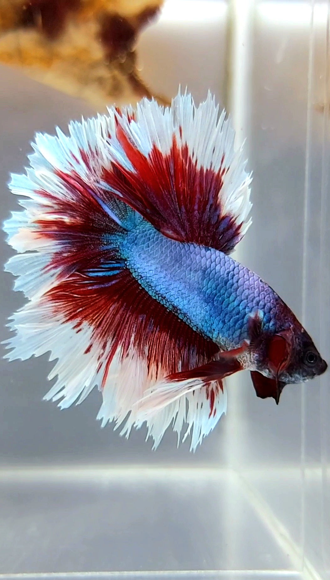 HALFMOON FEATHER TAIL PURPLE BUTTERFLY BETTA FISH