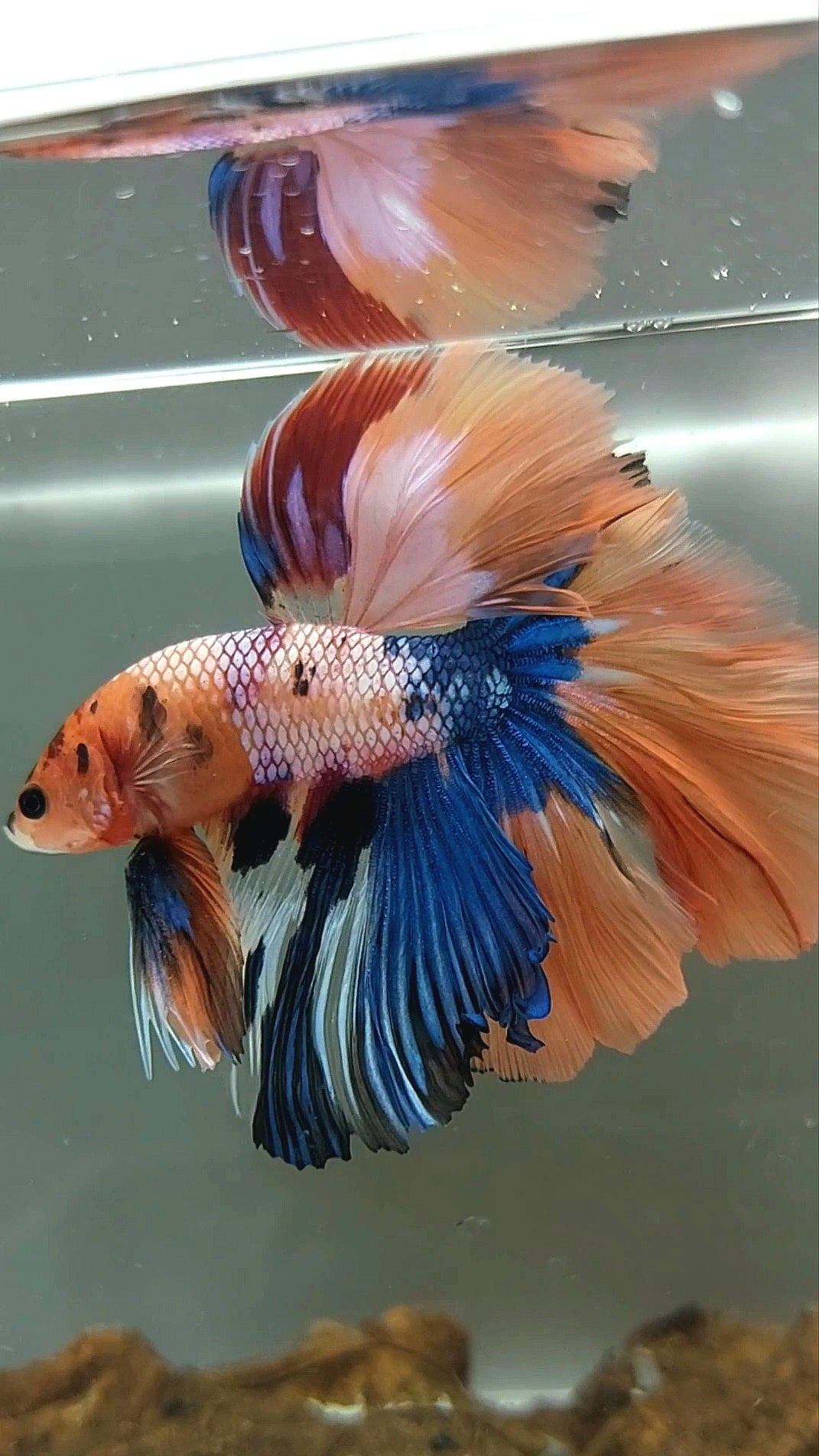 XL HALFMOON OVERTAIL ROSETAIL ORANGE CANDY MULTICOLOR SELTENER BETTA-FISCH