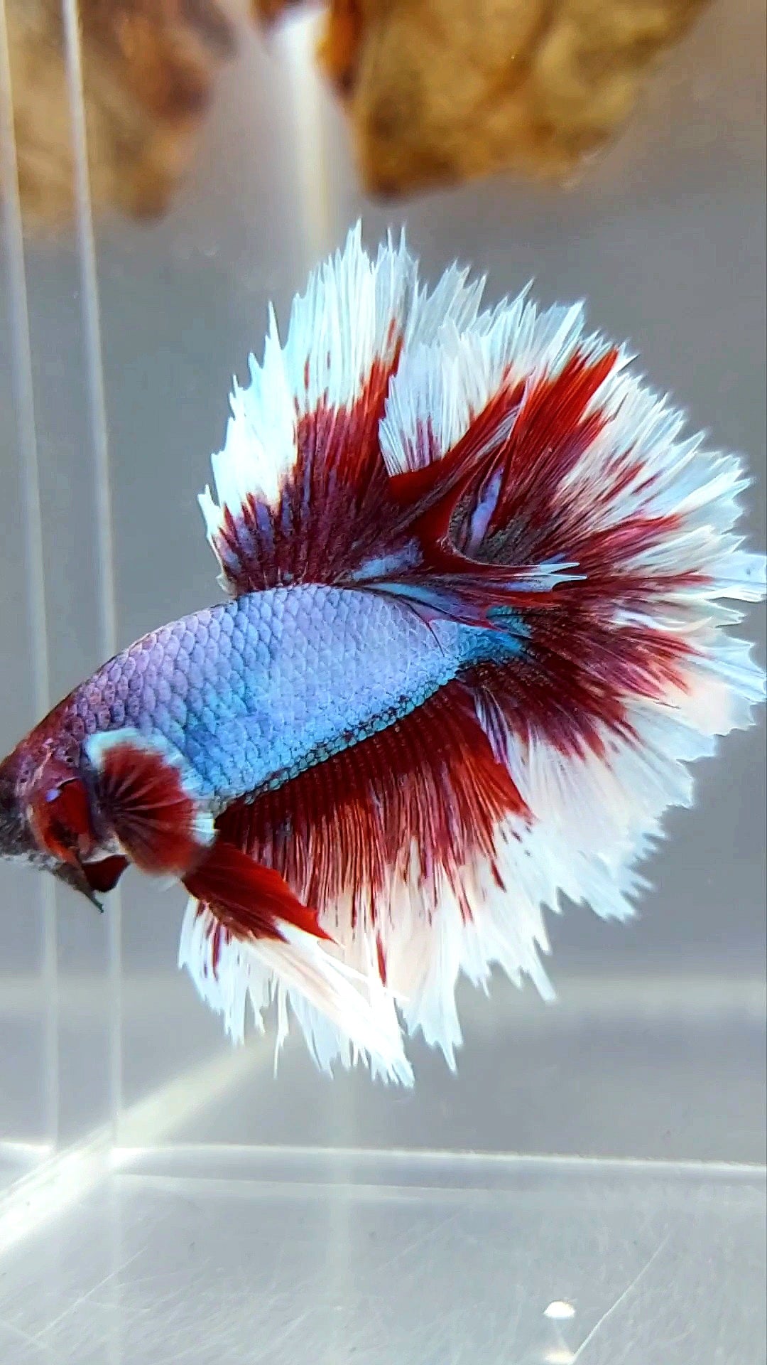 HALFMOON FEATHER TAIL PURPLE BUTTERFLY BETTA FISH