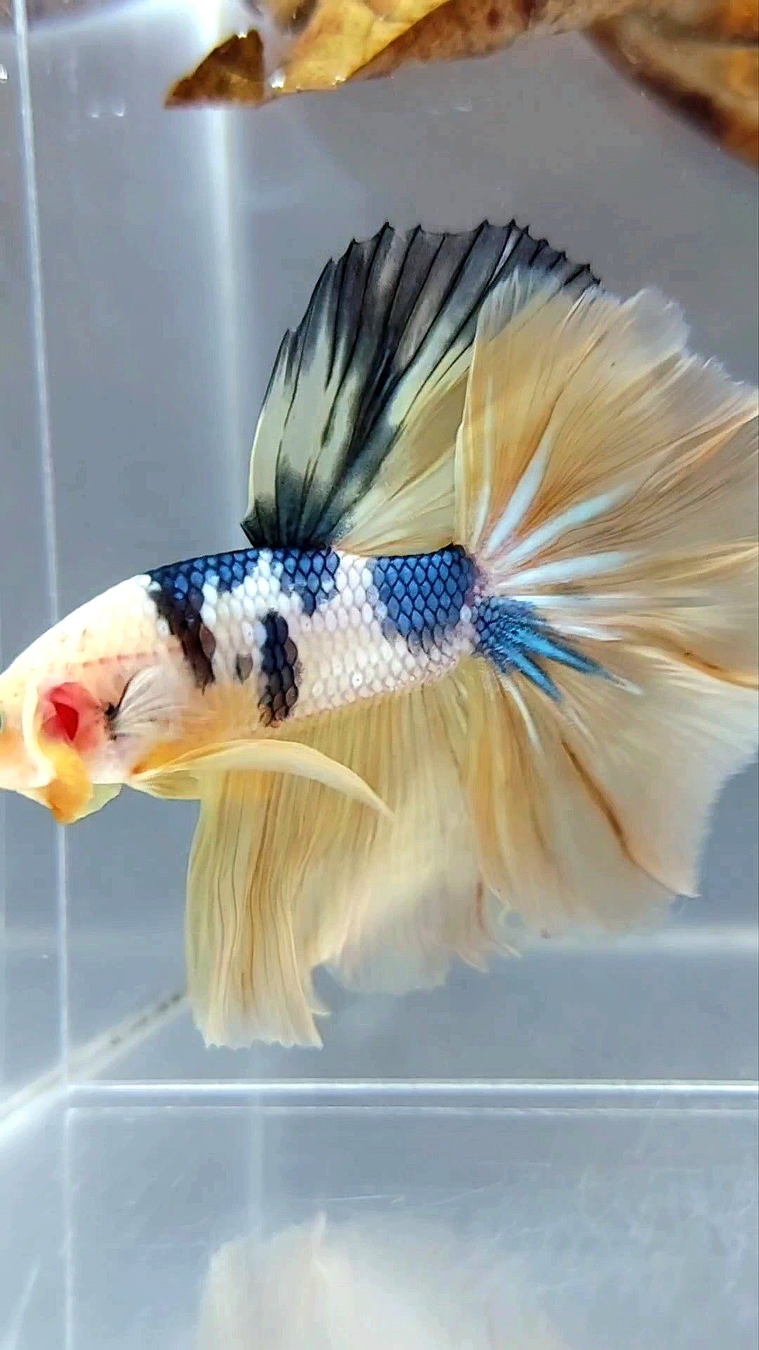 HALFMOON ROSETAIL GELBER FANTASTISCHER MEHRFARBIGER BETTA-FISCH AUS MARMOR