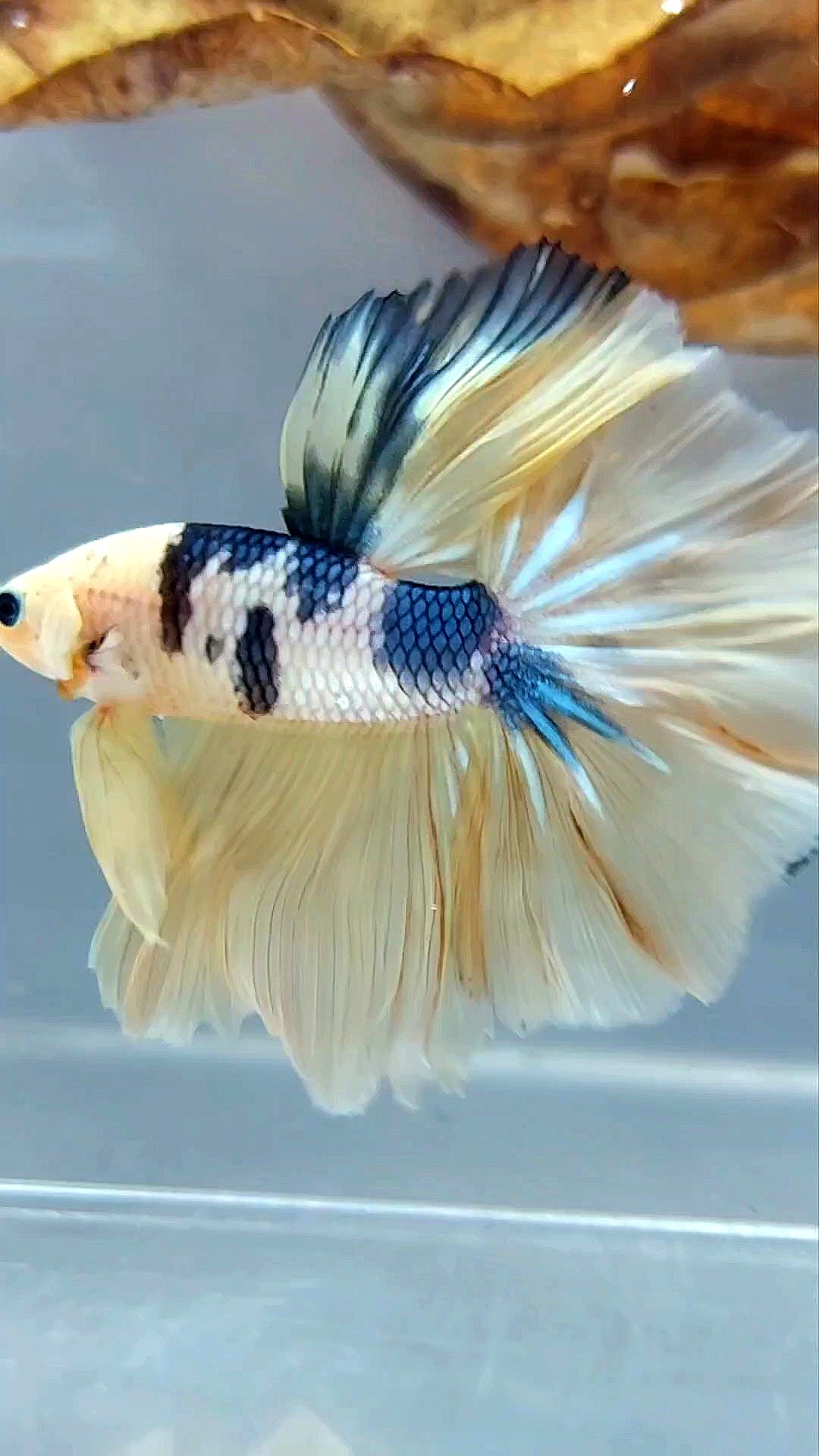 HALFMOON ROSETAIL GELBER FANTASTISCHER MEHRFARBIGER BETTA-FISCH AUS MARMOR