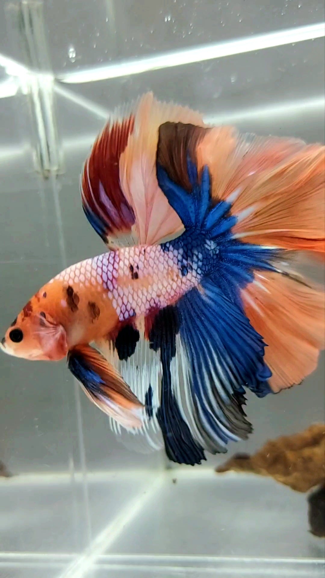 XL HALFMOON OVERTAIL ROSETAIL ORANGE CANDY MULTICOLOR RARE BETTA FISH