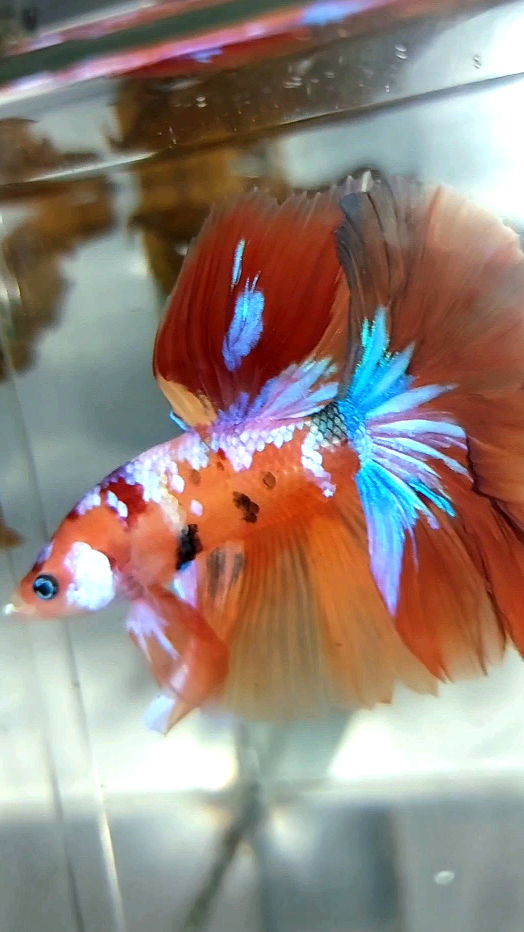 HALFMOON ROSETAIL ORANGE PURPLE GALAXY MULTICOLOR RARE BETTA FISH