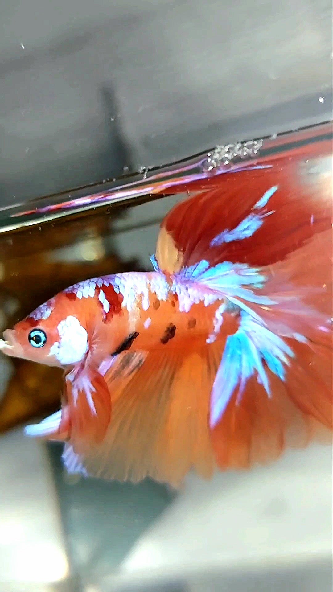 HALFMOON ROSETAIL ORANGE PURPLE GALAXY MULTICOLOR RARE BETTA FISH