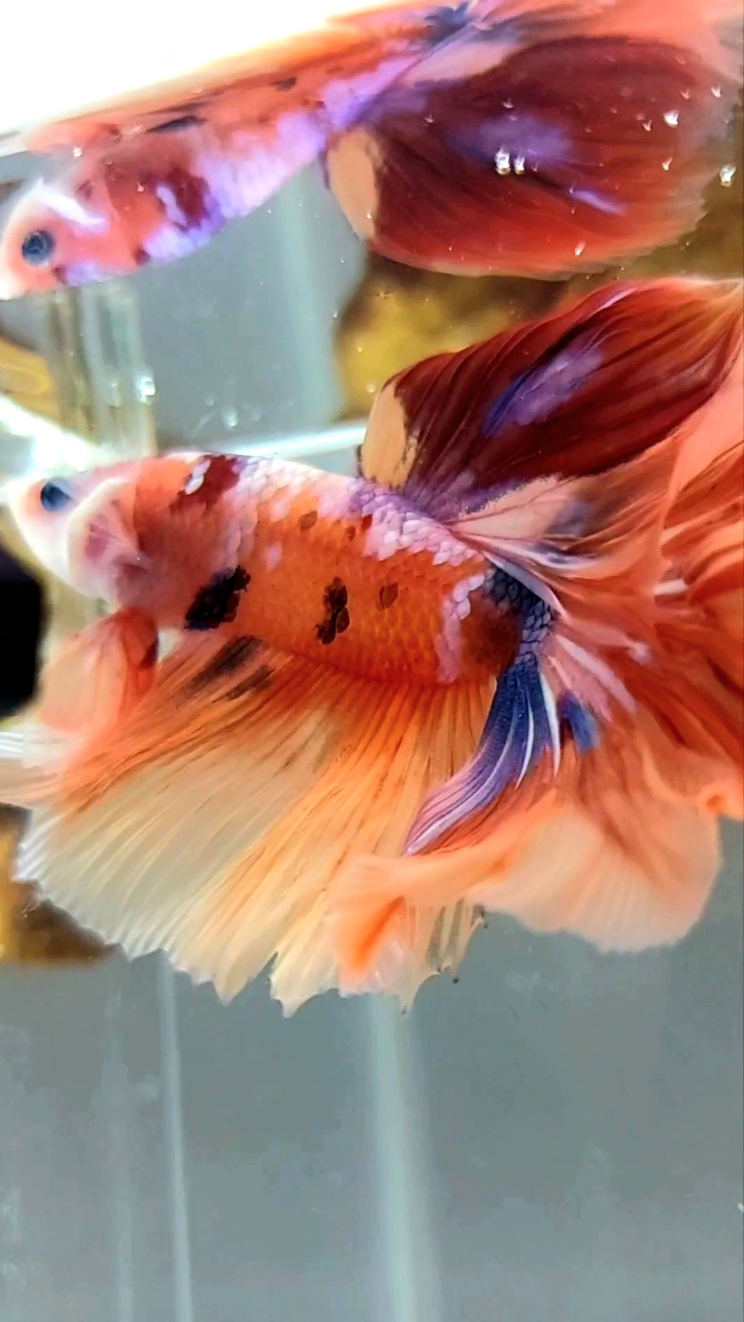 HALFMOON ROSETAIL ORANGE LILA GALAXY MULTICOLOR SELTENER BETTA-FISCH