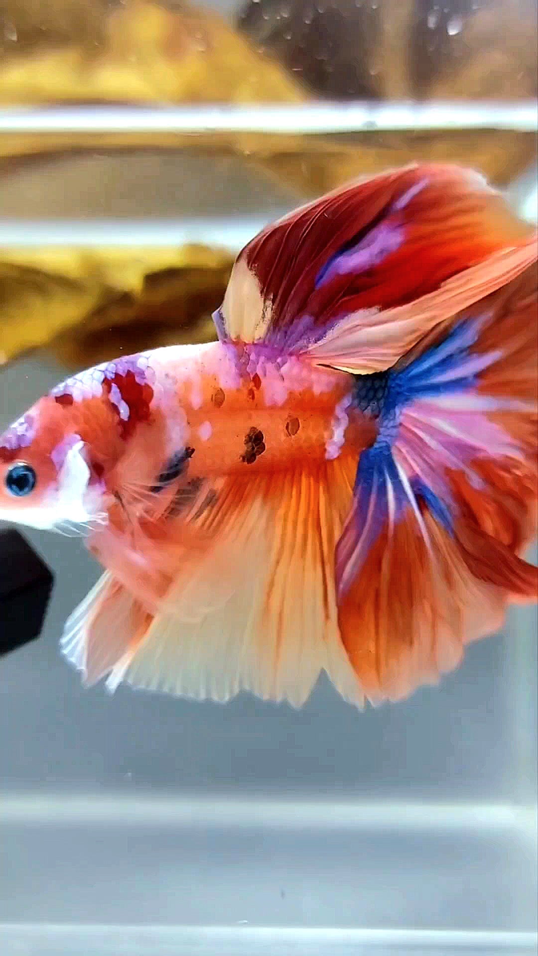 HALFMOON ROSETAIL ORANGE PURPLE GALAXY MULTICOLOR RARE BETTA FISH