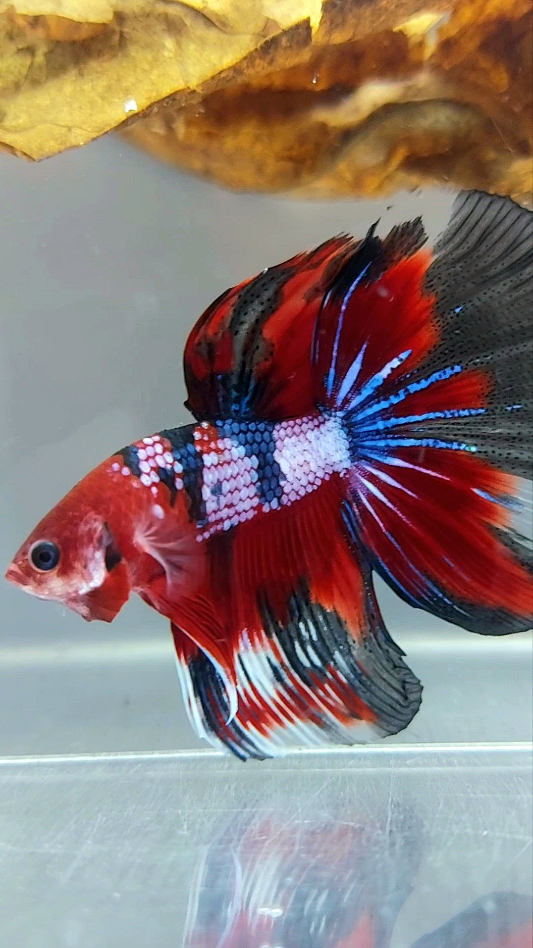 HALFMOON RED FANCY MULTICOLOR RARE BETTA FISH