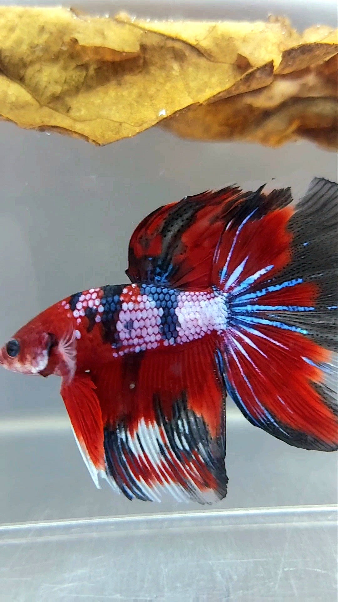 HALFMOON RED FANCY MULTICOLOR RARE BETTA FISH