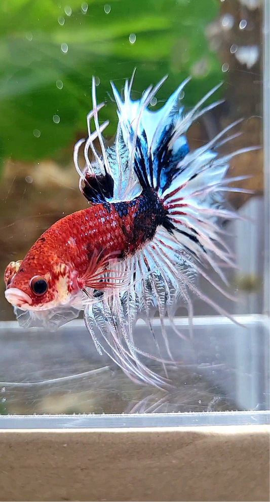 CROWNTAIL DARK RED FANCY KOI BETTA FISH