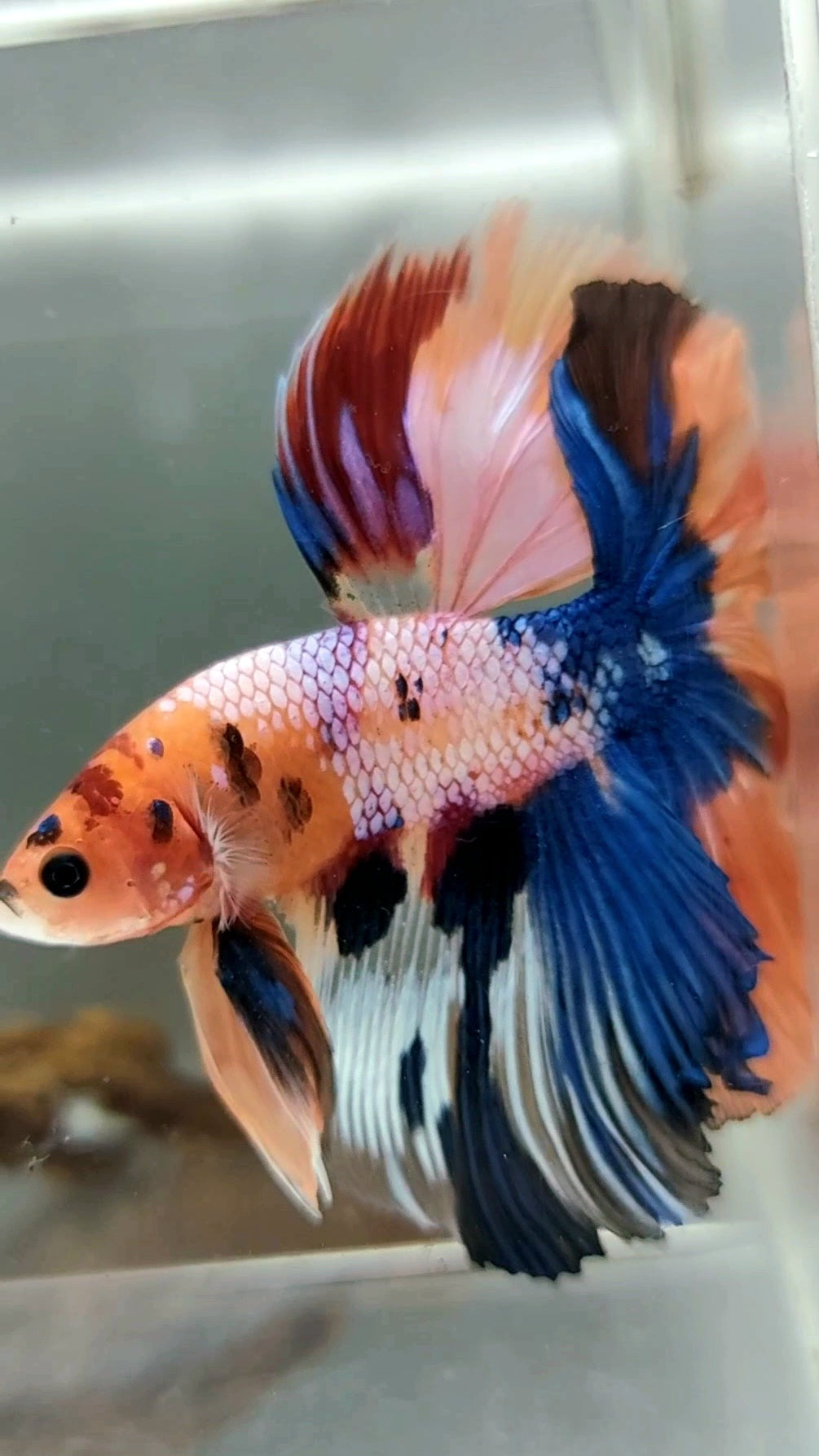 XL HALFMOON OVERTAIL ROSETAIL ORANGE CANDY MULTICOLOR SELTENER BETTA-FISCH