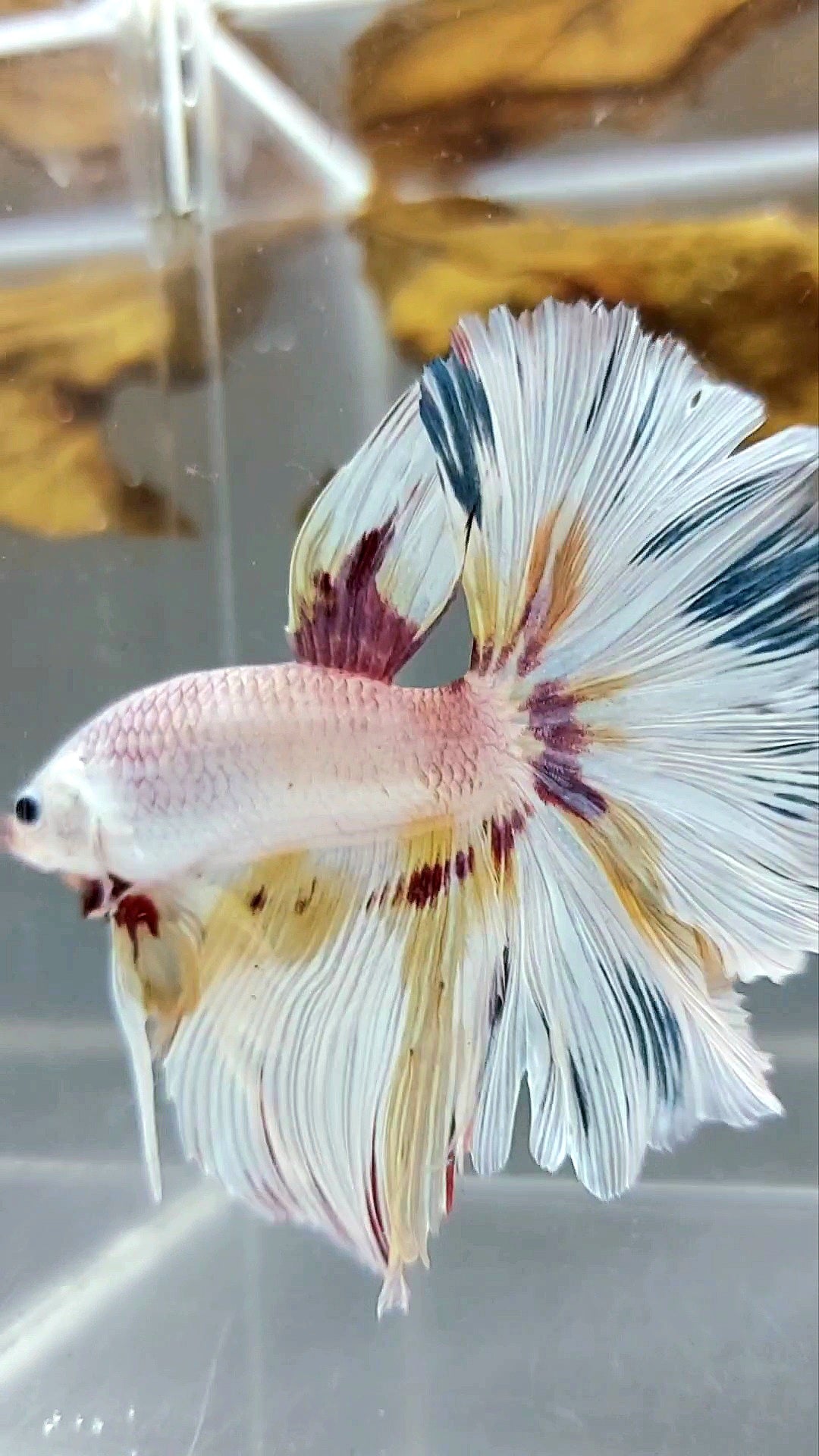 HALFMOON ROSETAIL WHITE YELLOW MULTICOLOR VARIATION RARE BETTA FISH