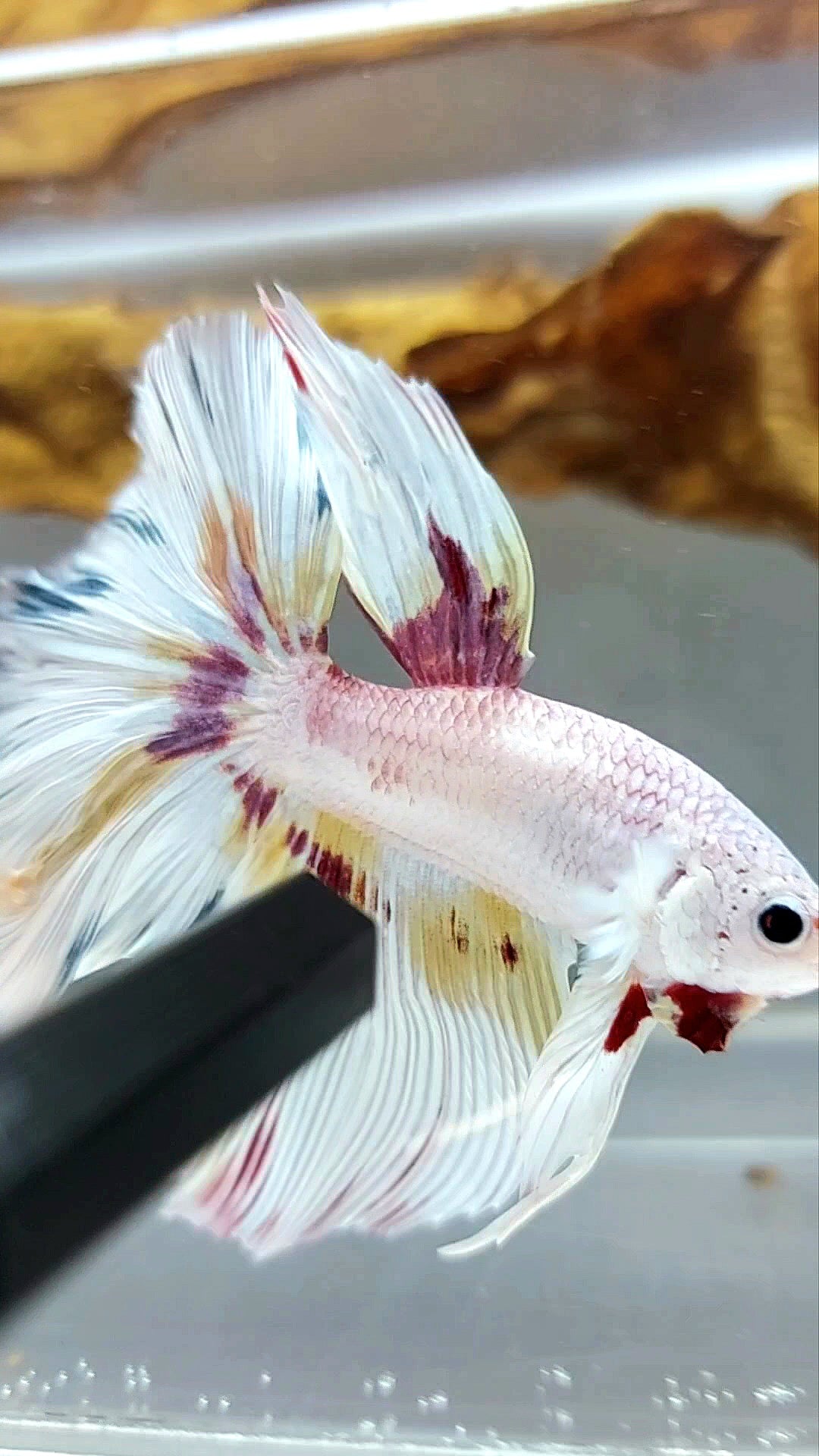 HALFMOON ROSETAIL WHITE YELLOW MULTICOLOR VARIATION RARE BETTA FISH